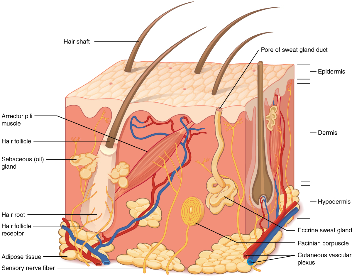 Schema degli strati della pelle: epidermide, derma e ipoderma (tessuto sottocutaneo).
